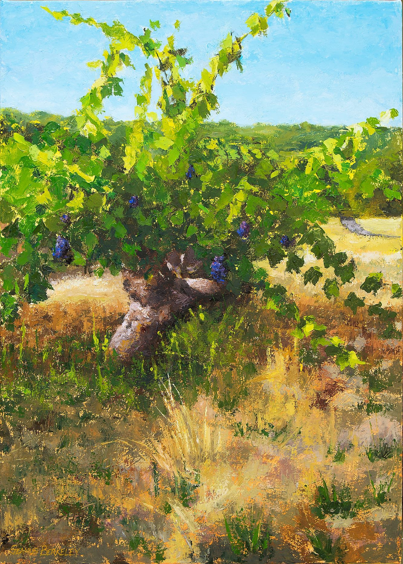 Sonoma Vineyard Final Painting Seamus Berkeley